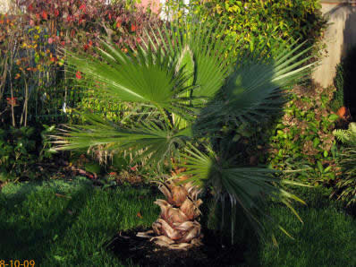 Washingtonia robusta